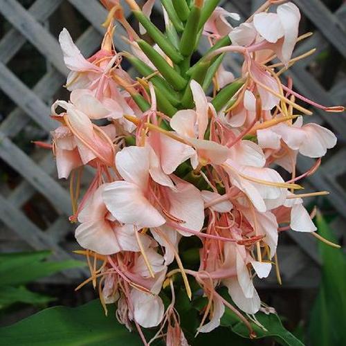 Ginger Lily (Hedychium 'Oto Himi') in the Ginger Lilies Database