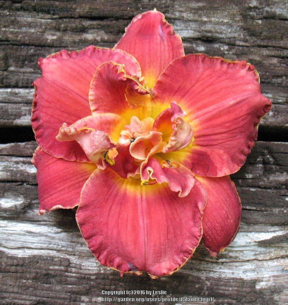 Photo of the bloom of Daylily (Hemerocallis 'Deliciously Red') posted