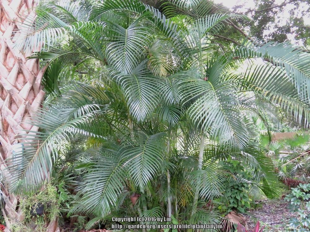 Areca Palm (Dypsis lutescens)
