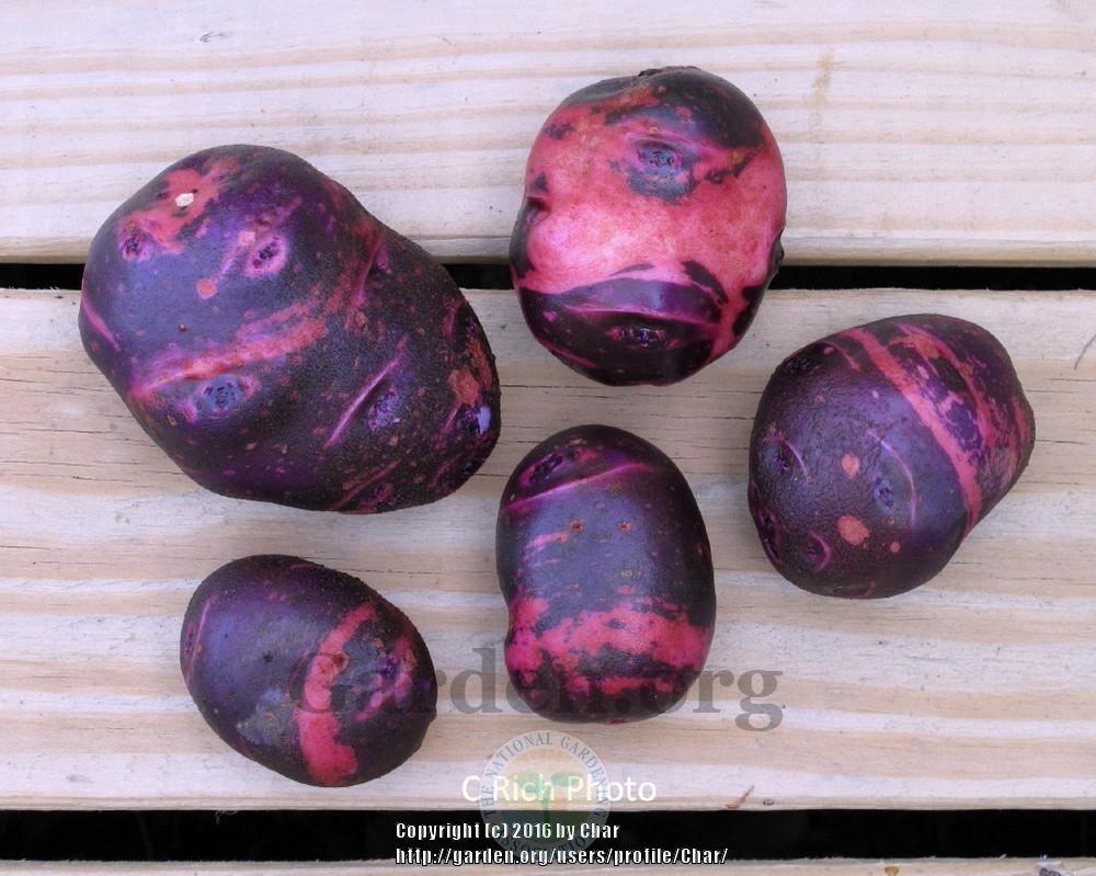 Potato (Solanum tuberosum 'Purple Viking') in the Potatoes Database