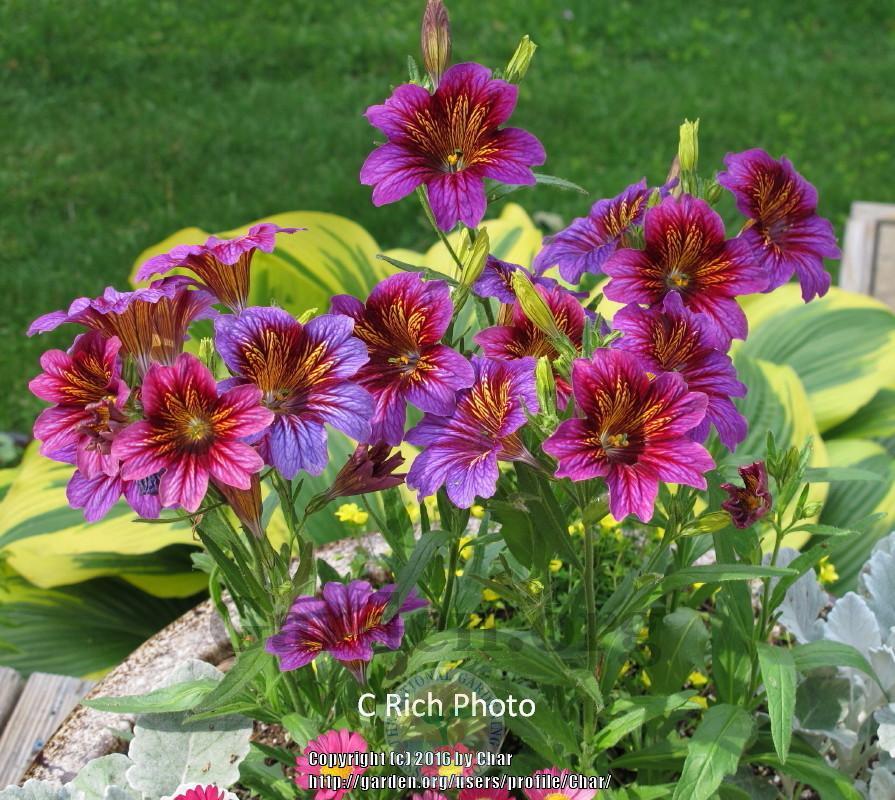 Photo of the entire plant of Painted Tongue (Salpiglossis sinuata