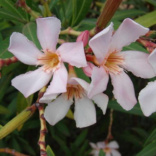 Oleander (Nerium oleander 'Petite Salmon') in the Oleanders Database