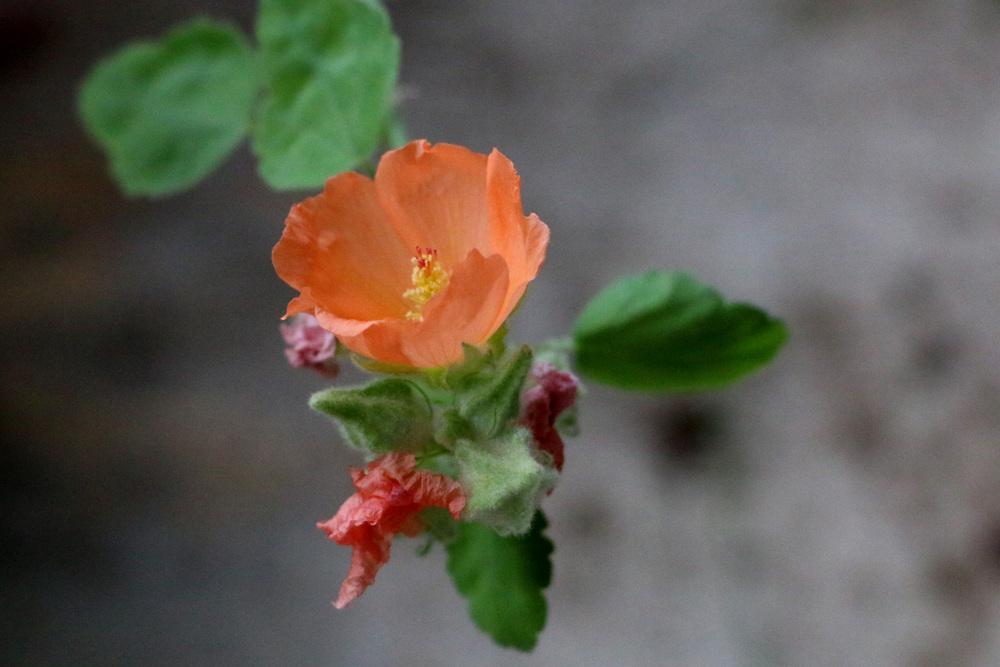 Gray Globe Mallow (Sphaeralcea incana)
