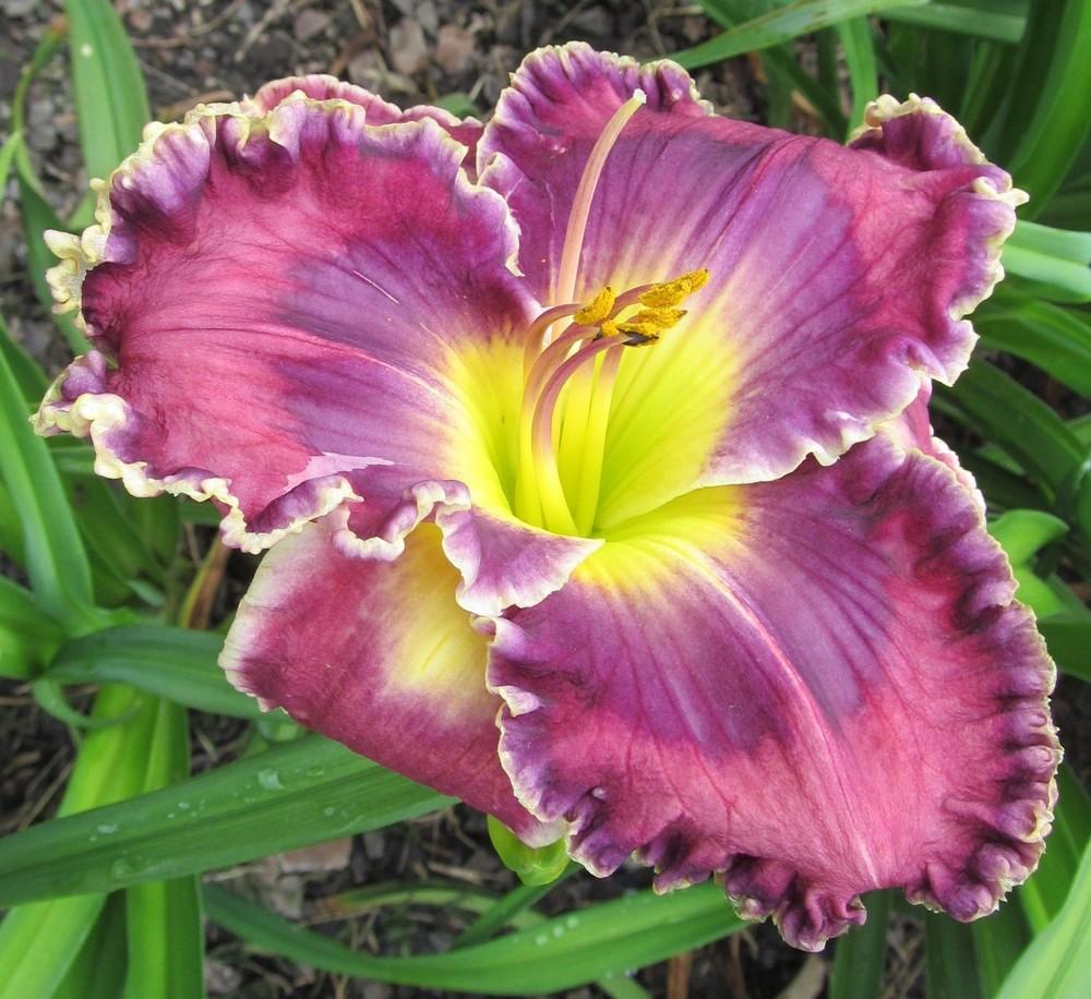 Daylily (Hemerocallis 'Blue Racer') in the Daylilies Database