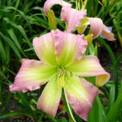 Location: Koeln,  GermanyDate: 2016