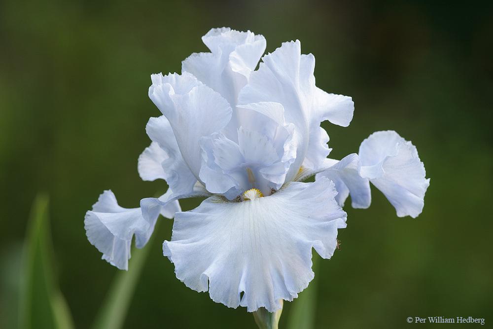 Tall Bearded Iris (Iris 'Oregon Skies') in the Irises Database