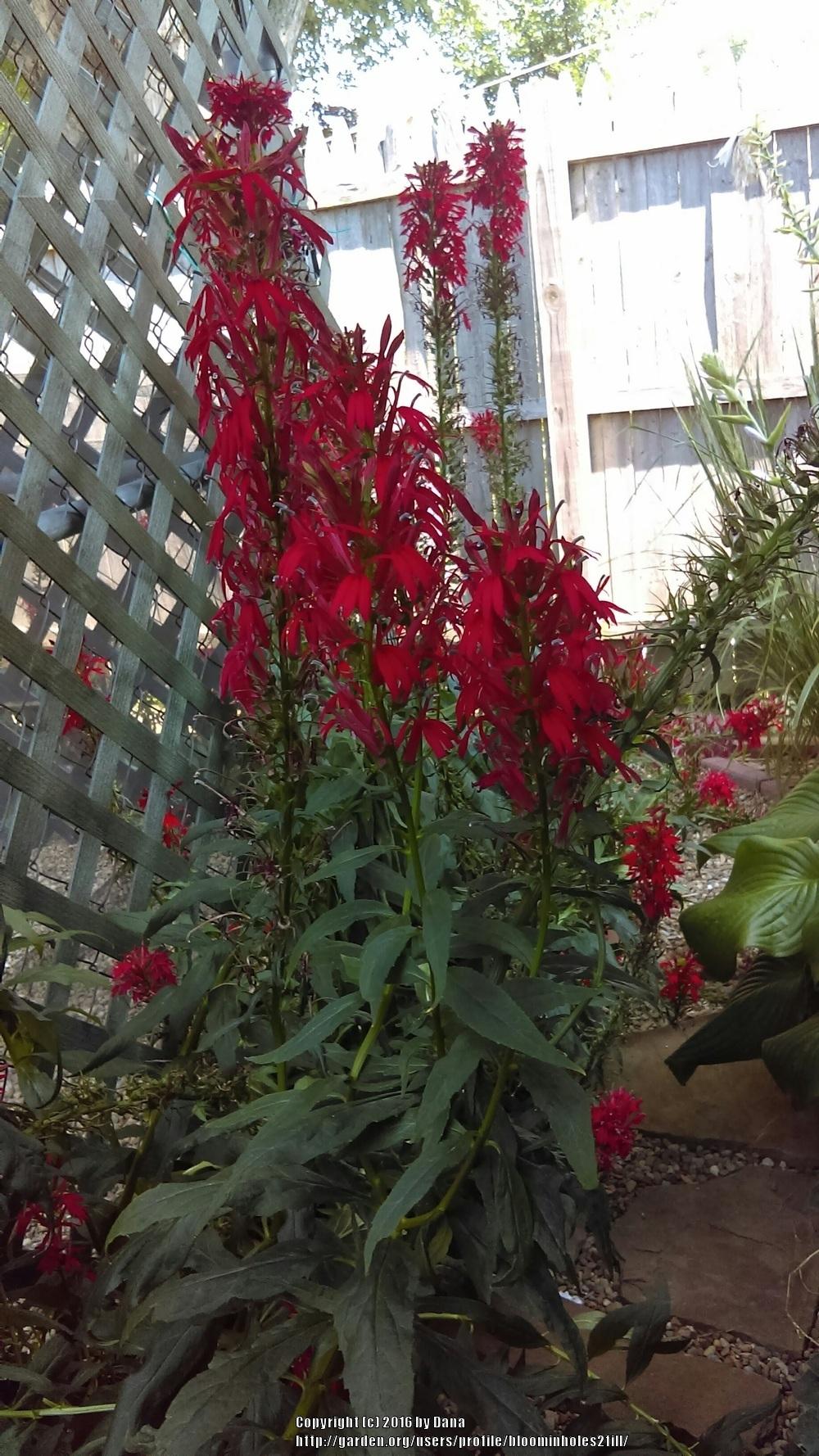 Red Cardinal Flower for Sale in the Classifieds and Group Buys forum