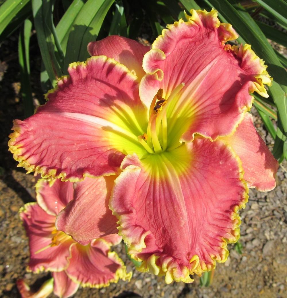 Photo of the bloom of Daylily (Hemerocallis 'Rose Knockout') posted by