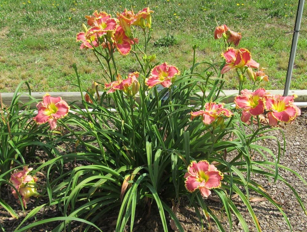 Daylily (Hemerocallis 'Rose Knockout') in the Daylilies Database