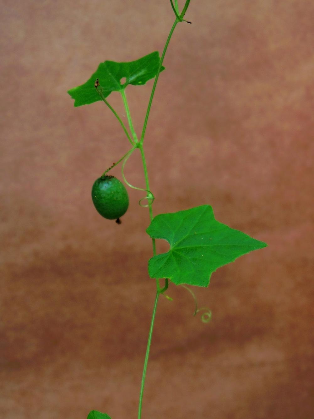 Fast Growing Vine with Green Fruit North Texas USA in the Plant ID