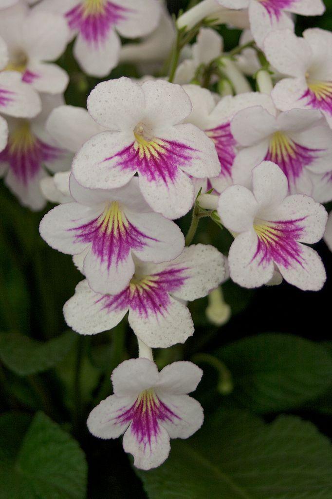 Cape Primrose (Streptocarpus 'Myfanwy') in the Cape Primroses Database