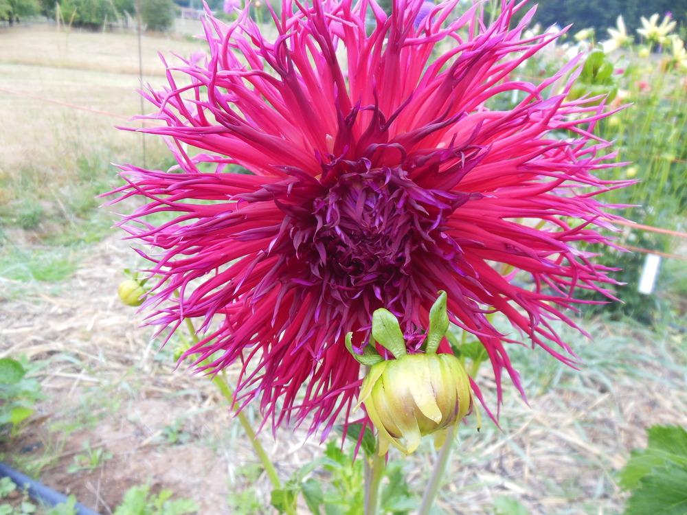 Photo of the bloom of Dahlia 'Northlake Pride' posted by CLC70