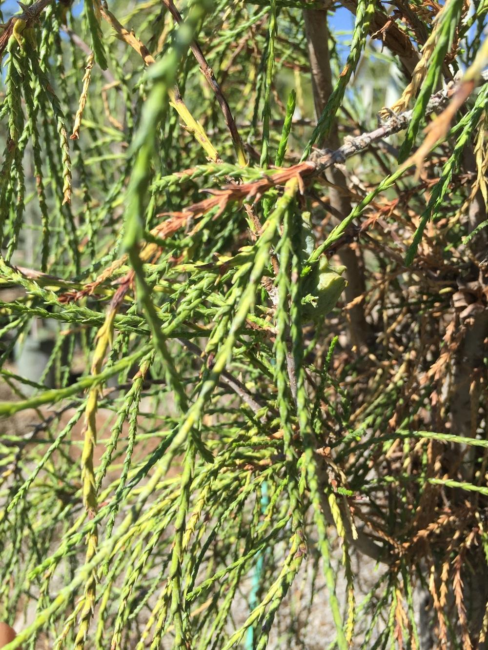 Threadleaf Western Red Cedar (Thuja plicata 'Filiformis') in the ...