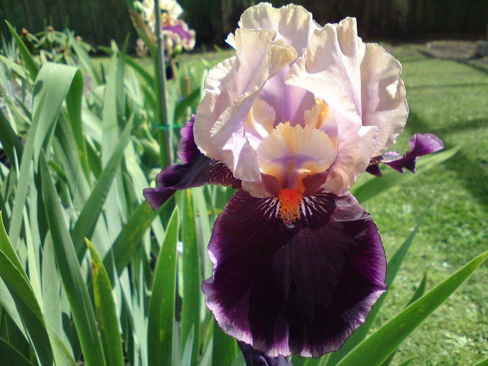Tall Bearded Iris (Iris 'Pass the Wine') in the Irises Database