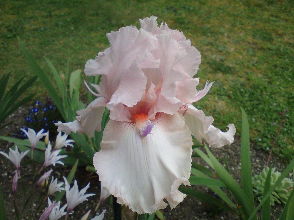 Persian Berry Reblooming Bearded Iris | Deep Plum Blooms, Twice A Year
