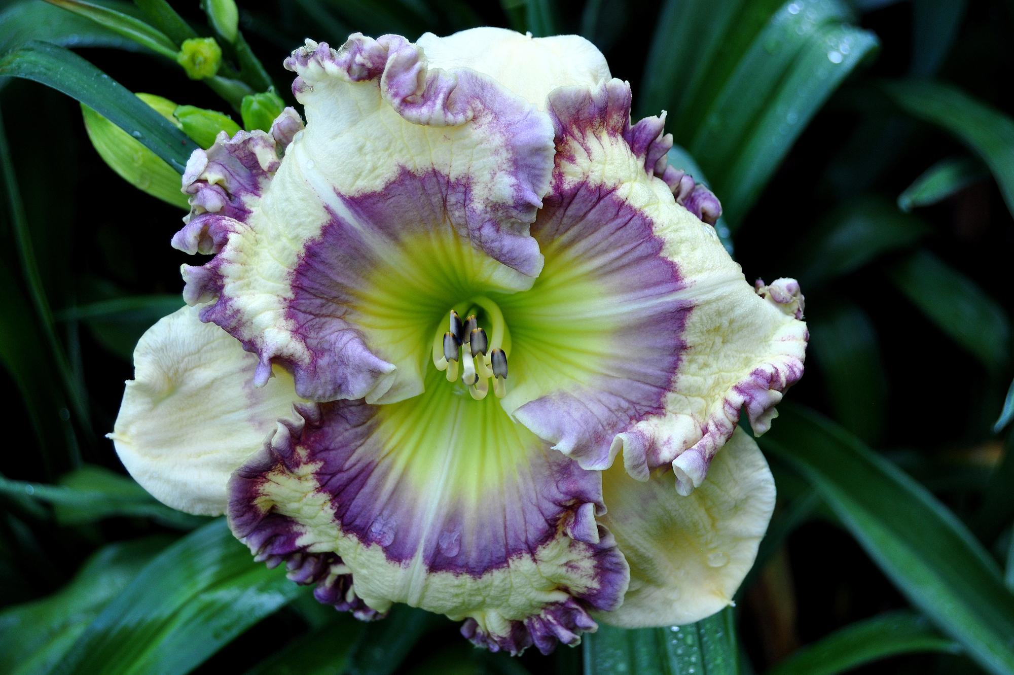 Daylily (Hemerocallis 'Tuscan Blue') in the Daylilies Database
