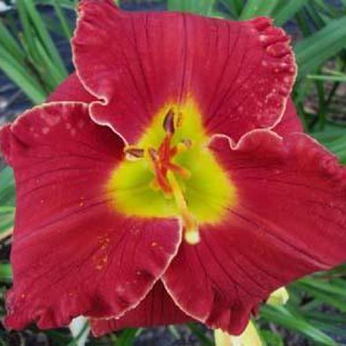 Daylily (Hemerocallis 'Snow on the Cherry') in the Daylilies Database