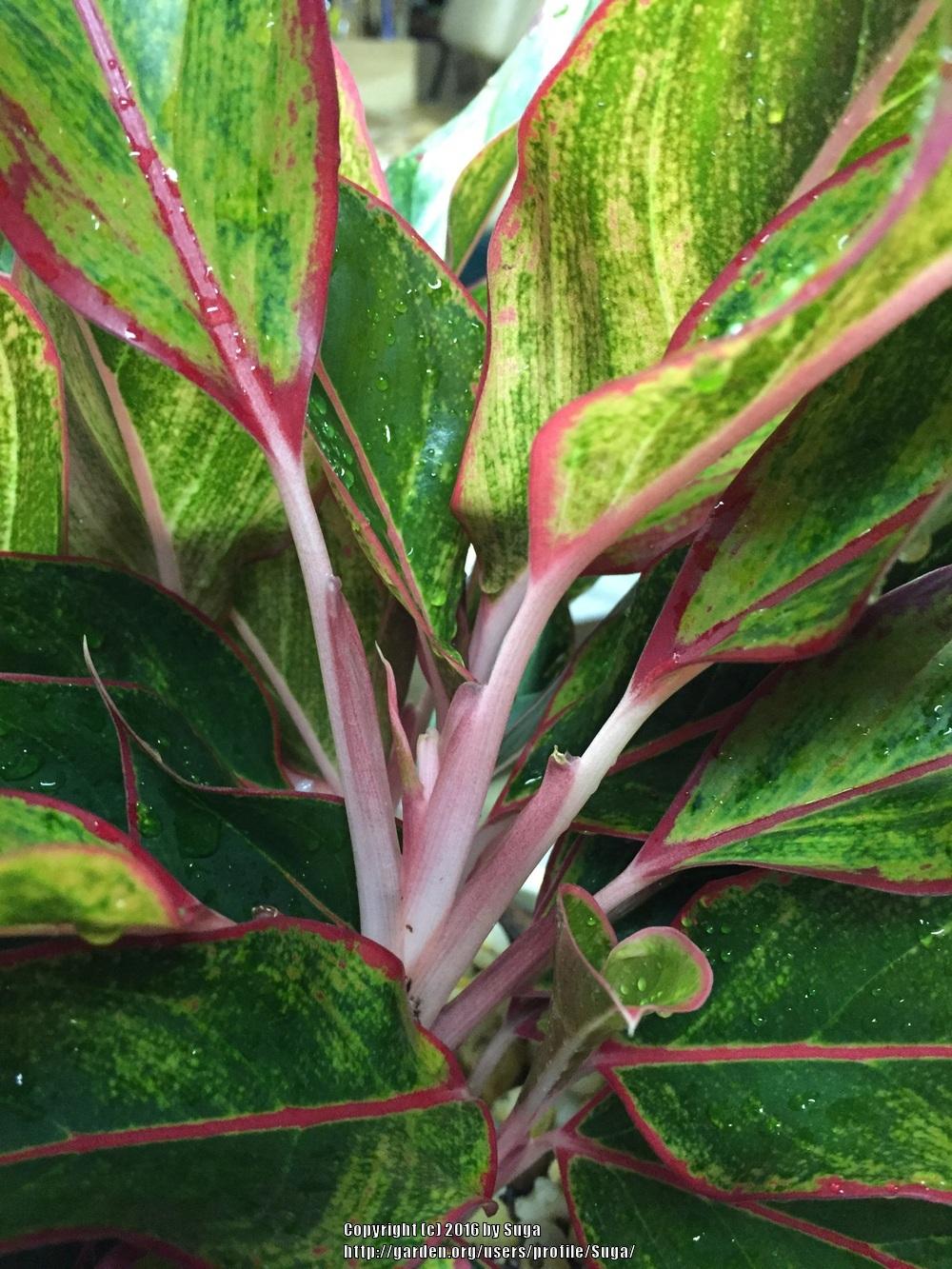 Photo of the stem, scape, stalk or bark of Chinese Evergreen (Aglaonema