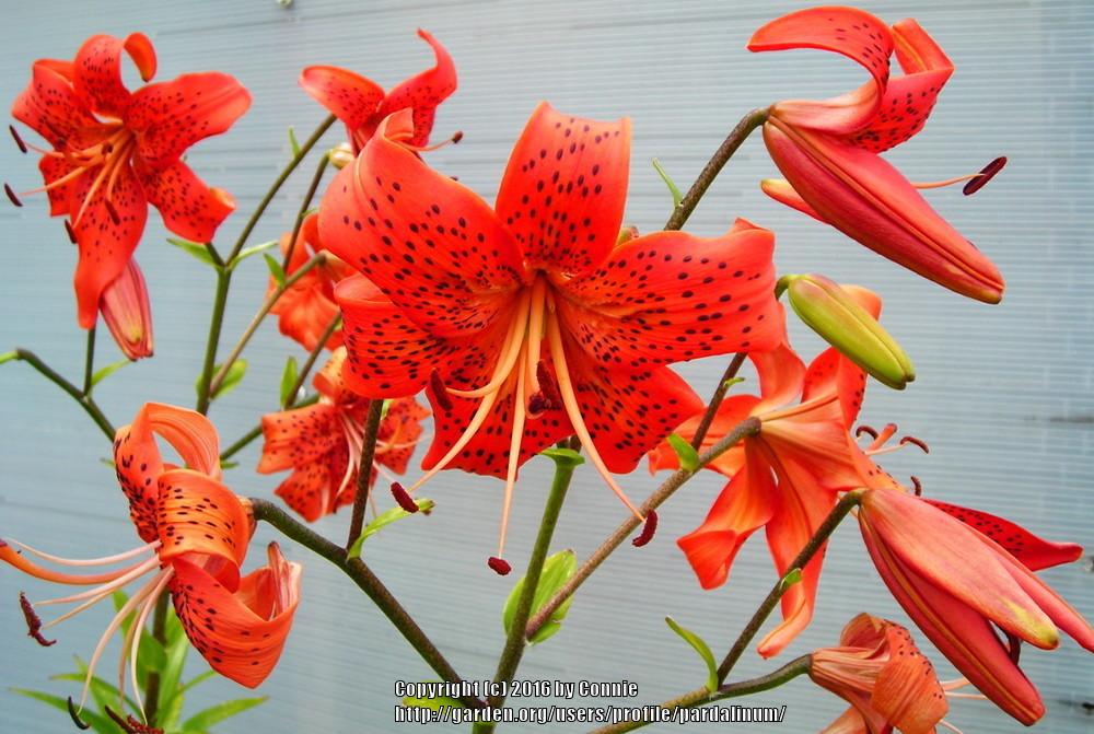 Photo of the bloom of Lily (Lilium 'Nutcracker') posted by pardalinum