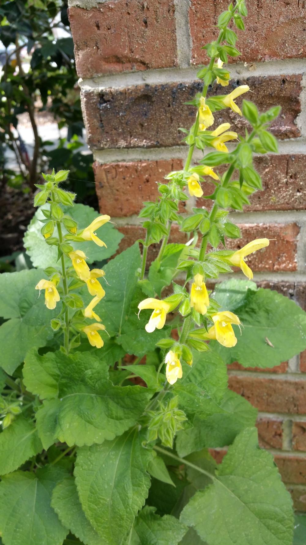 Photo of the entire plant of Japanese Yellow Sage (Salvia koyamae