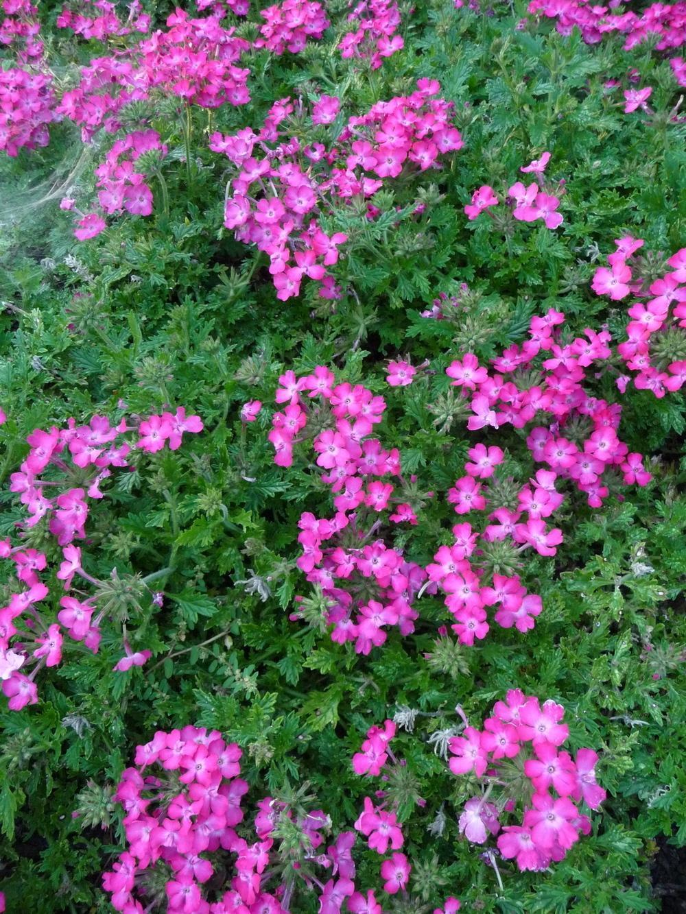 Verbena (Glandularia x hybrida Magelana™ Plum Frost)
