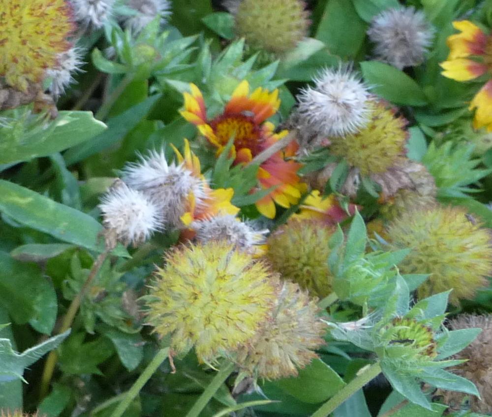 Photo of the seed pods or heads of Blanket Flower (Gaillardia Mesa