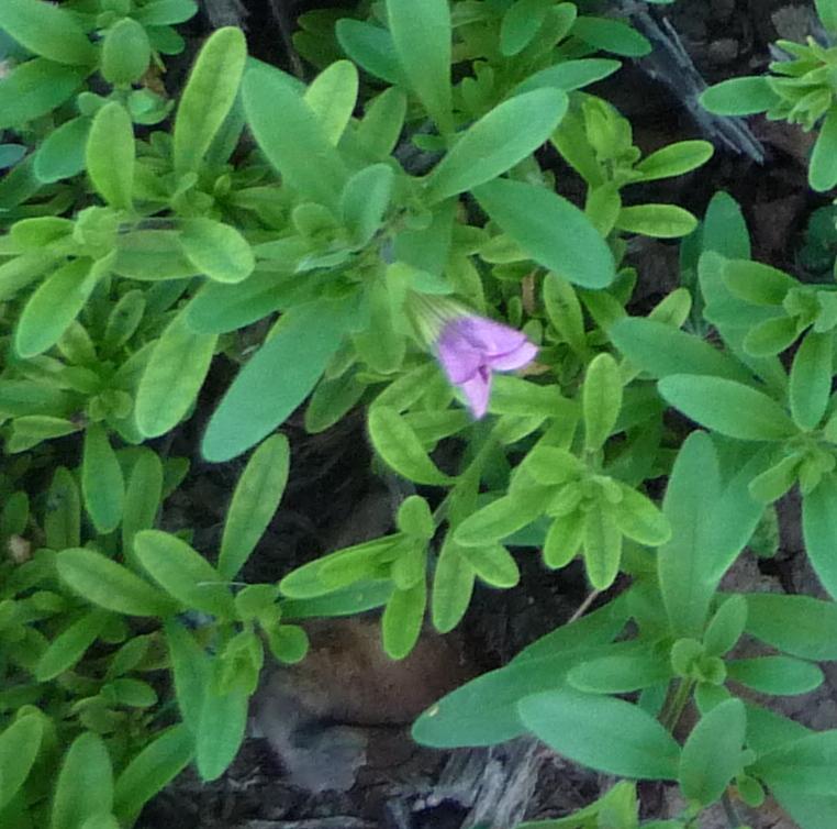Photo of the leaves of Million Bells (Calibrachoa MiniFamous Double