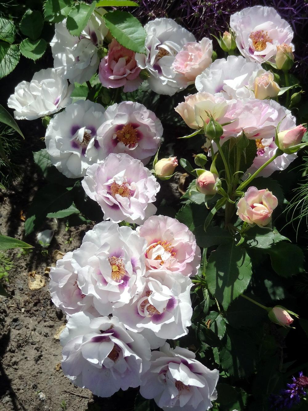 Photo of the bloom of Rose (Rosa 'Eyes for You') posted by Orsola