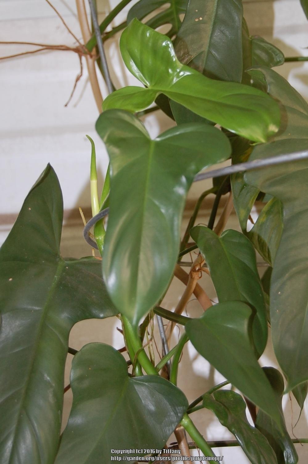 Photo of the leaves of Horsehead Philodendron (Philodendron bipennifolium) posted by purpleinopp