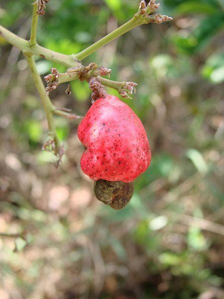 Anacardium humile