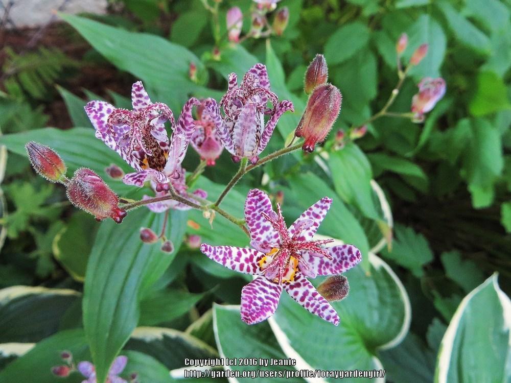 Toad Lilies Plant Care and Collection of Varieties