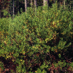 
photo credit: James H. Miller & Ted Bodner