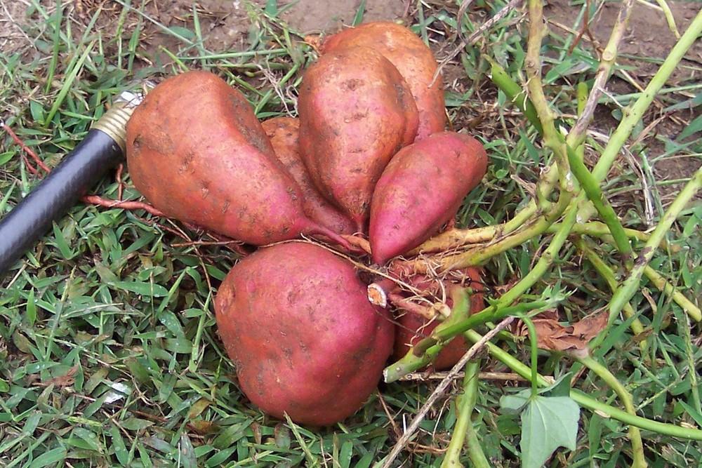 Sweet Potato Ipomoea Batatas Diane In The Sweet Potatoes Database Garden Org