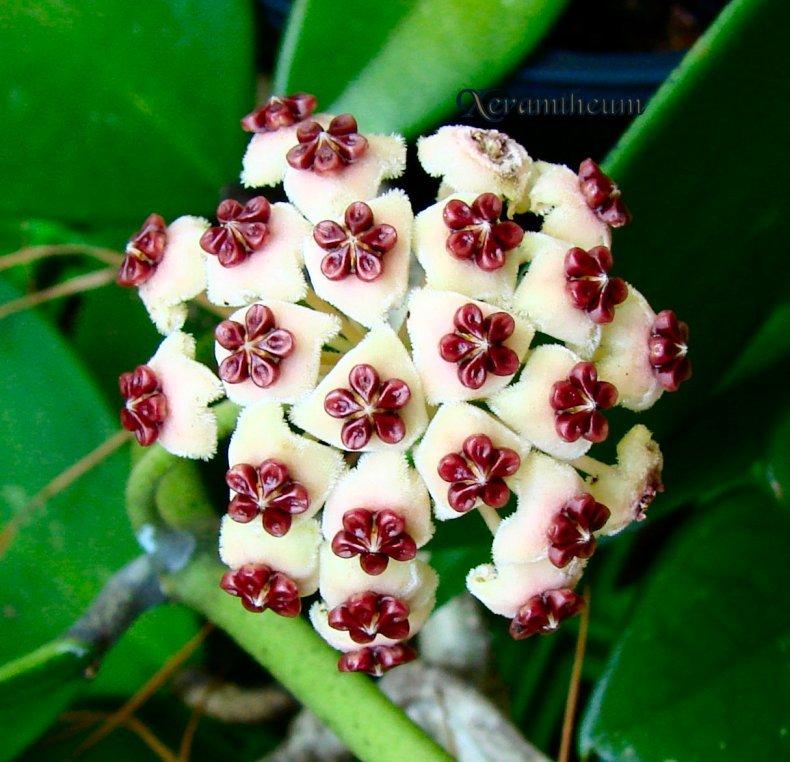 Photo of the bloom of Sweetheart Hoya (Hoya kerrii) posted by
