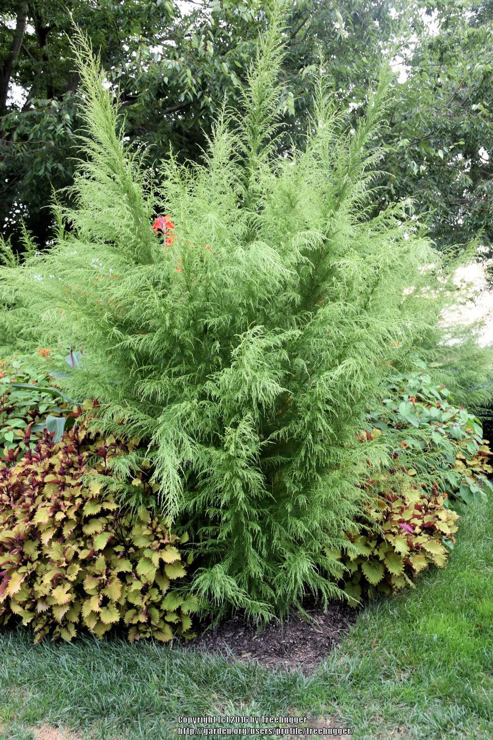 Photo of the entire plant of Dog Fennel (Eupatorium capillifolium