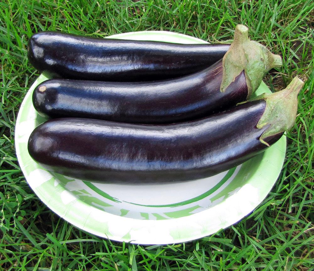 Eggplants Plant Care and Collection of Varieties