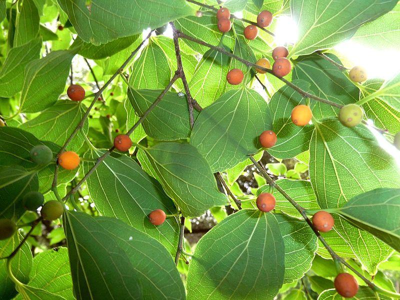 Chinese Hackberry (Celtis sinensis)