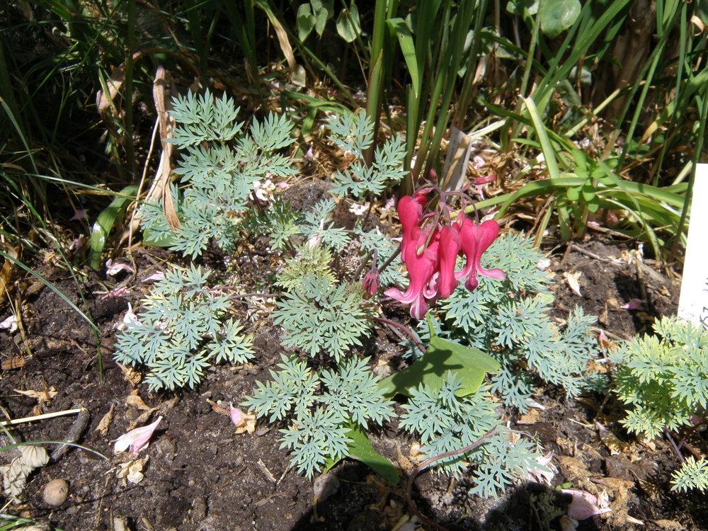 Photo of the entire plant of Fern Leaf Bleeding Heart (Dicentra 'Fire