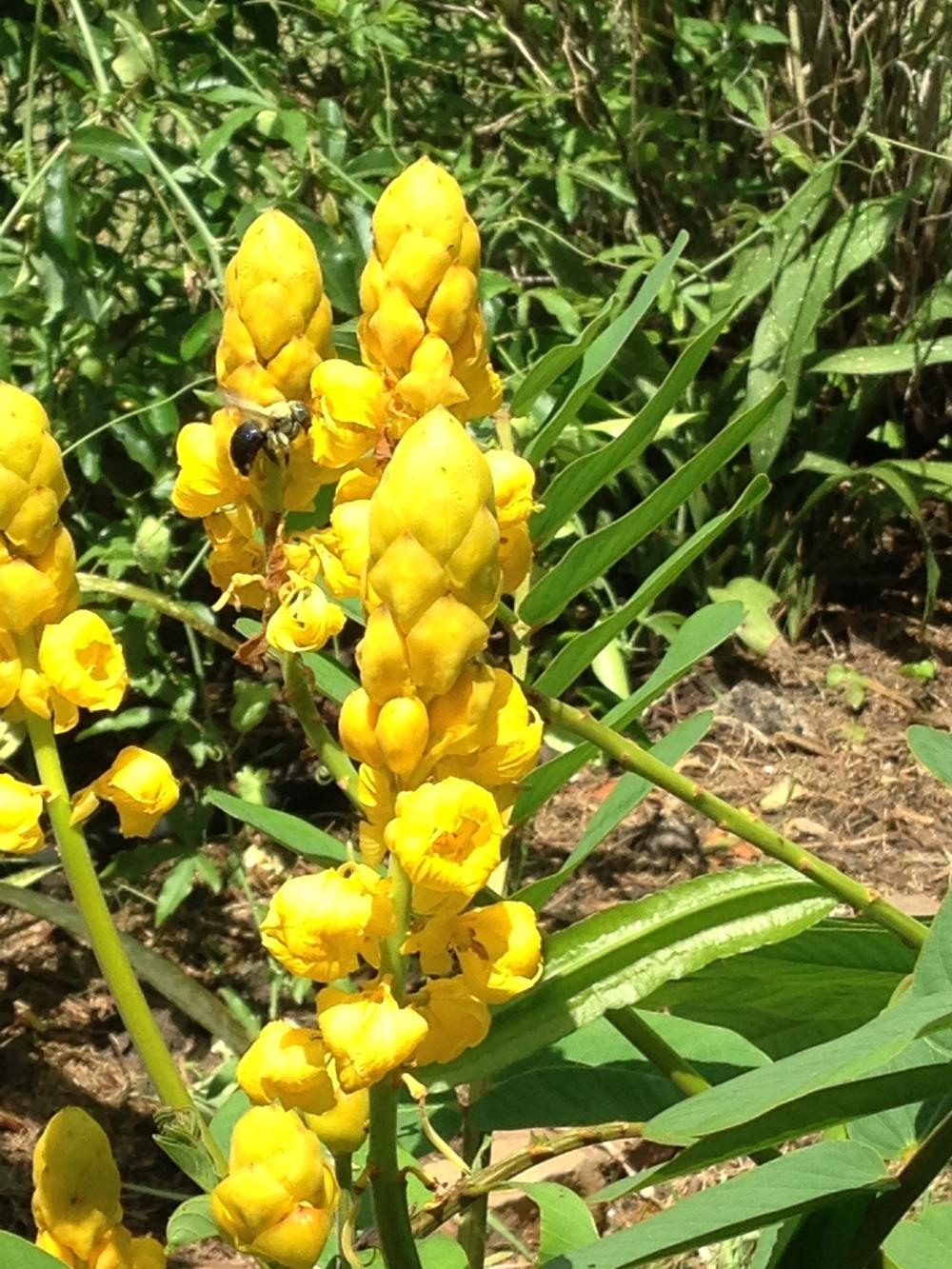 Photo of the bloom of Candletree (Senna alata) posted by Tredwards777