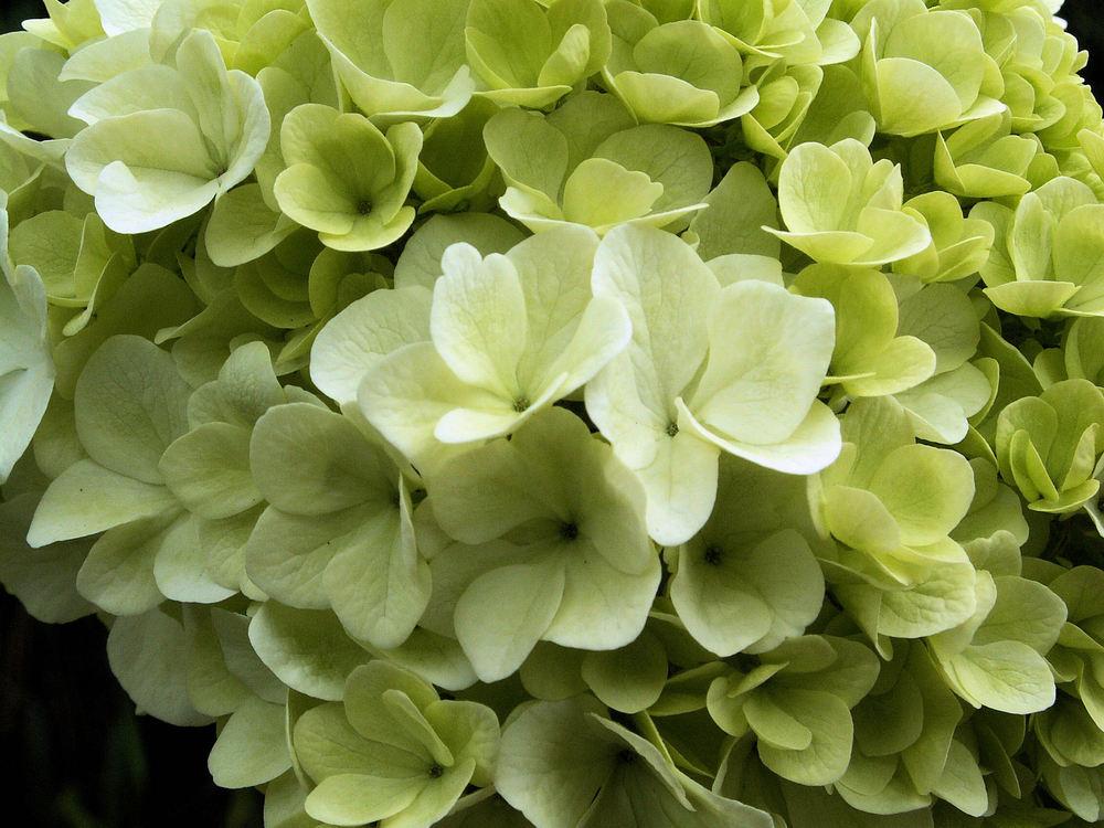 Photo of the bloom of Chinese Snowball Viburnum (Viburnum macrocephalum