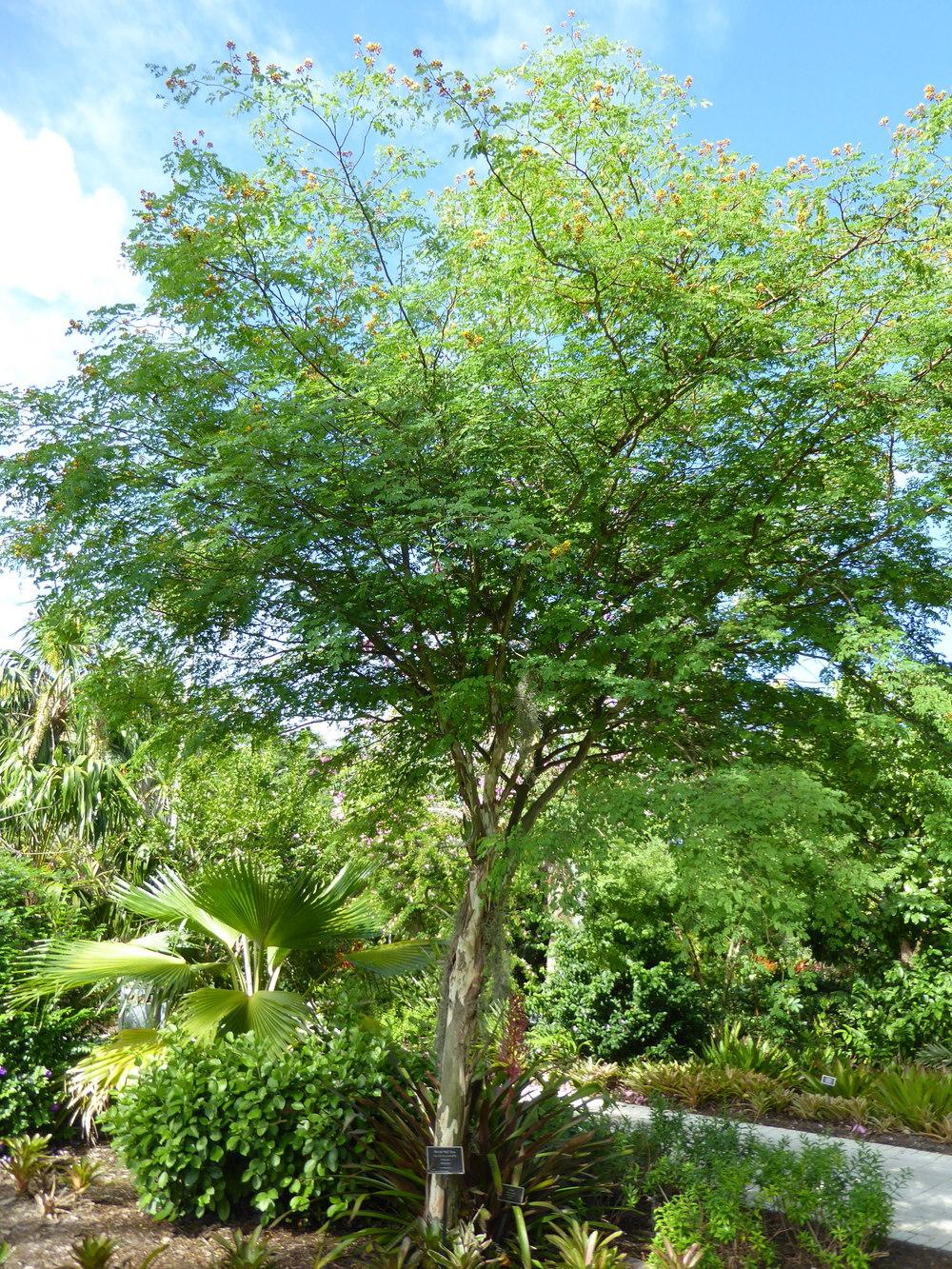 Photo of the entire plant of Bridalveil Tree (Libidibia punctata