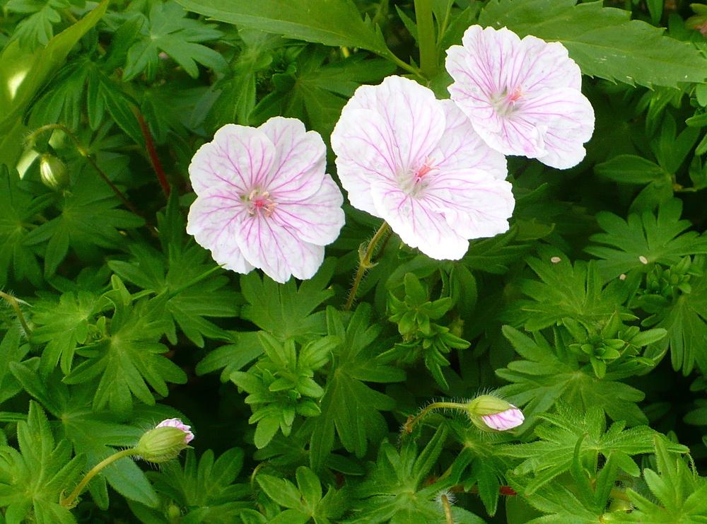 Hardy Geranium (Geranium sanguineum var. striatum) in the Geraniums ...