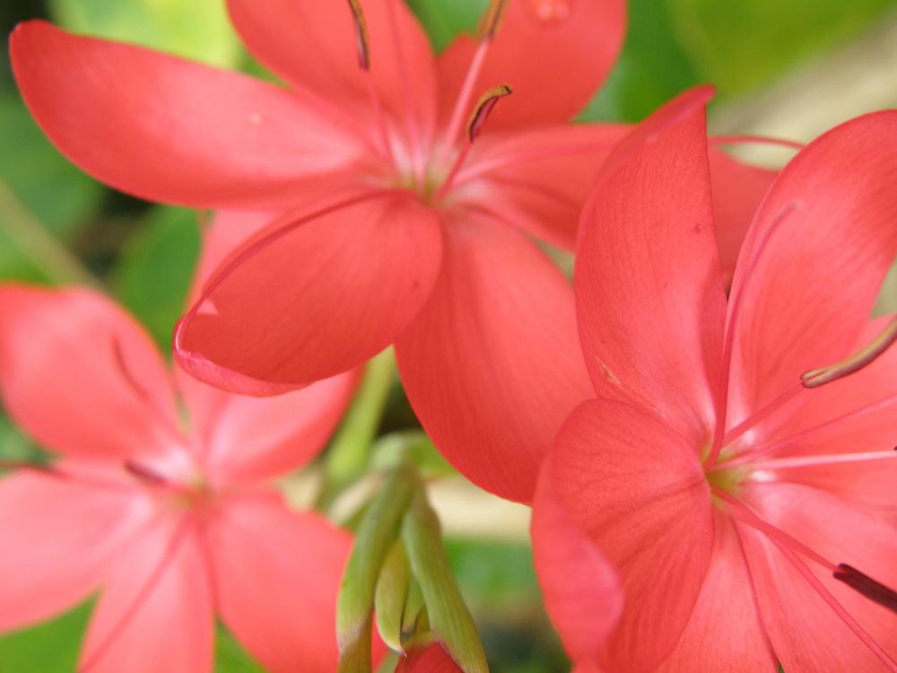 Photo of the bloom of Kaffir Lily (Hesperantha coccinea) posted by