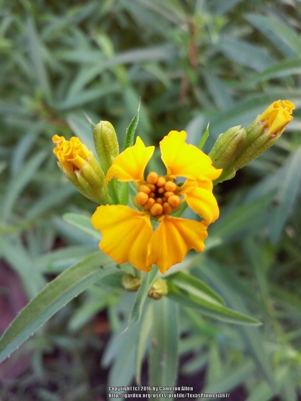 Photo of the bloom of Mexican Mint Marigold (Tagetes lucida) posted by