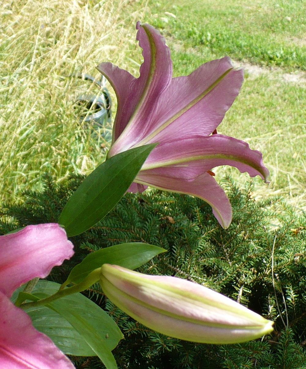 Photo of the closeup of buds, sepals and receptacles of Lily (Lilium