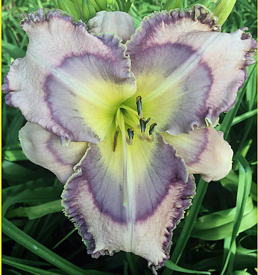 Daylily (Hemerocallis 'Blue State Blues') in the Daylilies Database