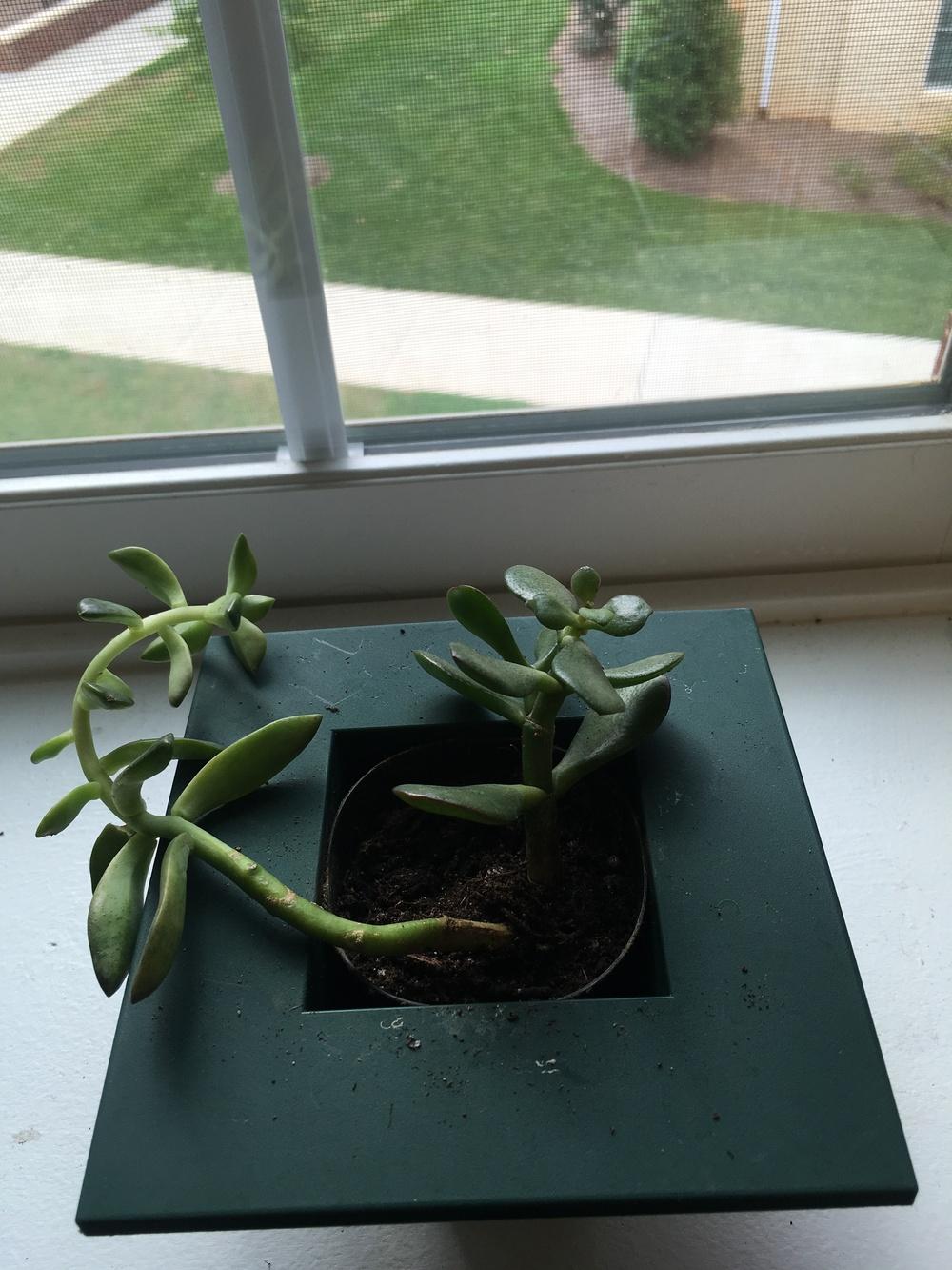 Jade Plant Tips in the Ask a Question forum