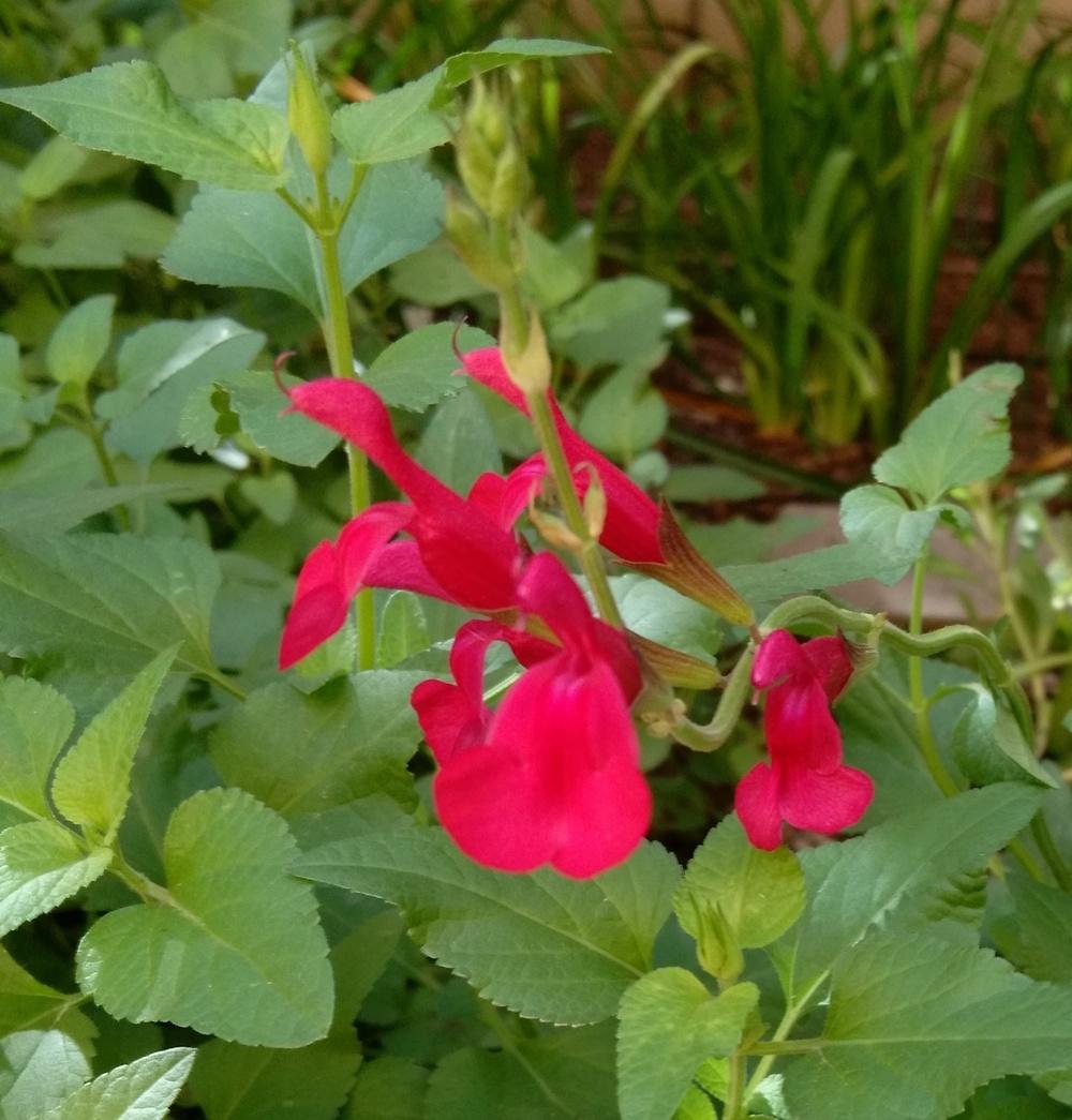 Photo of the bloom of Sage (Salvia Windwalker® Royal Red) posted by
