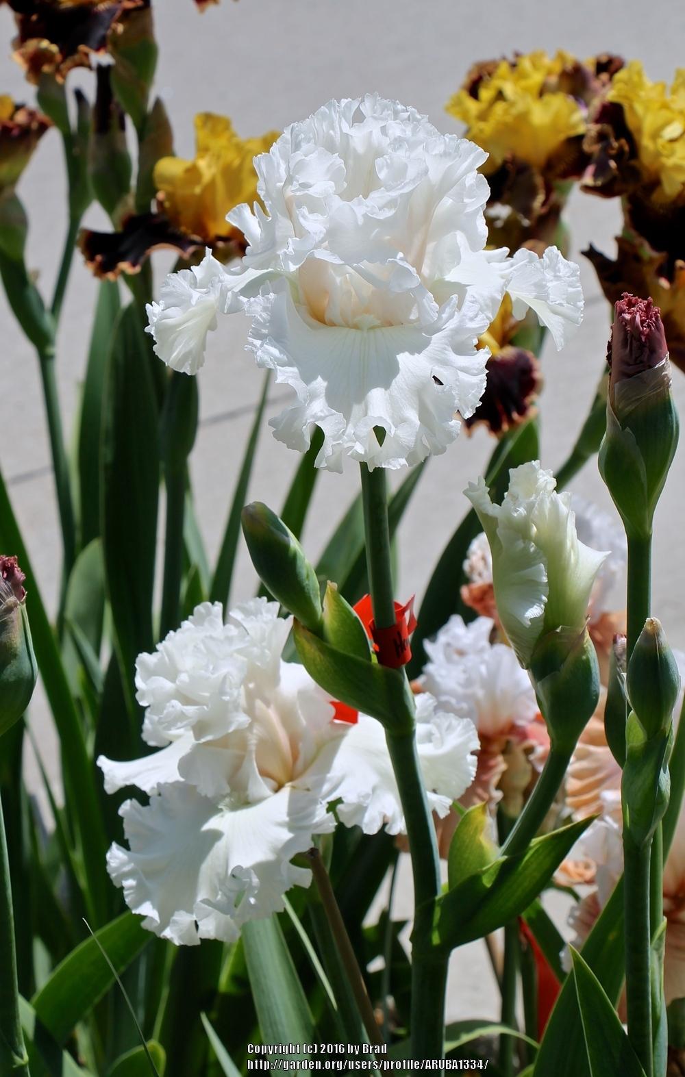 Sharing your best iris pics in the Irises forum