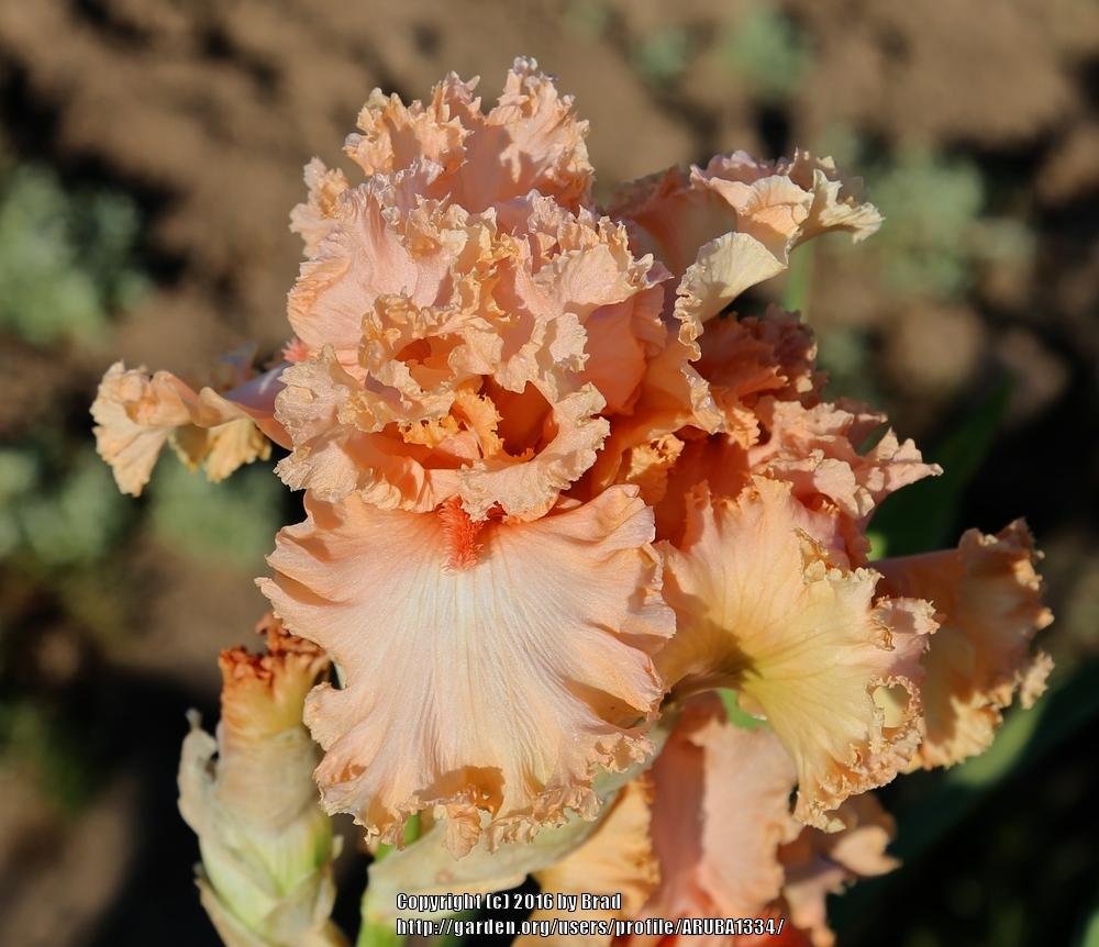 Sharing your best iris pics in the Irises forum